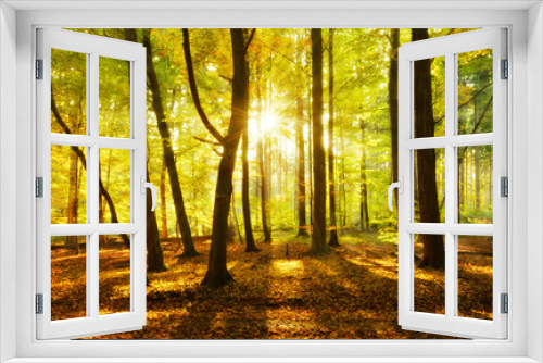 Fototapeta Naklejka Na Ścianę Okno 3D - Abends im Wald, goldenes Licht, Sonne strahlt durchs herbstliche Laub