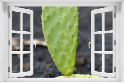 Fototapeta Naklejka Na Ścianę Okno 3D - Cactus growing on the island of Lanzarote, Canary Islands
