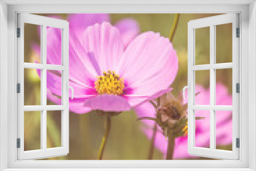 Fototapeta Naklejka Na Ścianę Okno 3D - Beautiful Pink Flower close up