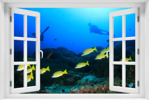 Fototapeta Naklejka Na Ścianę Okno 3D - Scuba diving