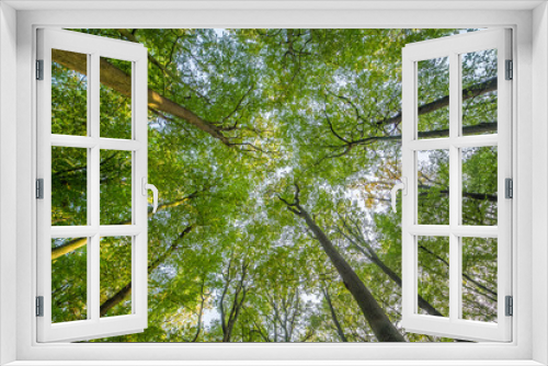 Fototapeta Naklejka Na Ścianę Okno 3D - Grüner Wald im Sonnenschein