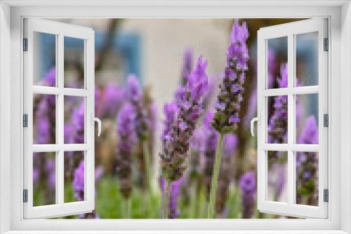 Fototapeta Naklejka Na Ścianę Okno 3D - Lavender aromatic flowers, cultivation of lavender plant used as health care, skin care, cosmetics, essential oils and extracts.