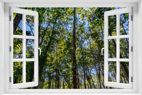 Fototapeta Naklejka Na Ścianę Okno 3D - Green Trees