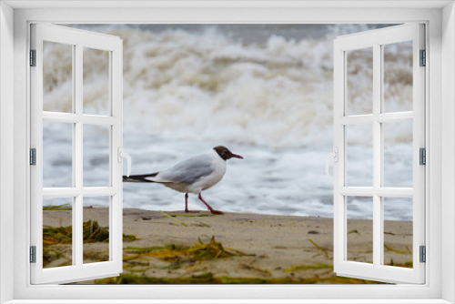 Fototapeta Naklejka Na Ścianę Okno 3D - Vogel am Strand in der Brandung