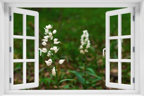 Fototapeta Naklejka Na Ścianę Okno 3D - Green forest flowers