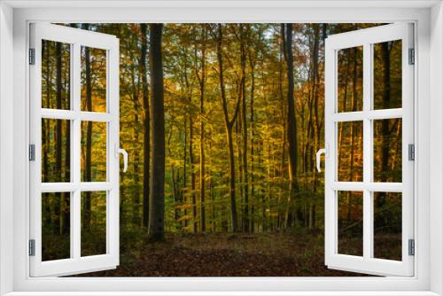 Fototapeta Naklejka Na Ścianę Okno 3D - European Beech Forest in Fall
