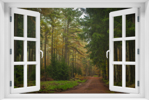 Fototapeta Naklejka Na Ścianę Okno 3D - Mixed Multi-story Forest in Middle Europe