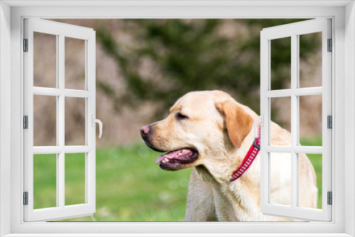 Fototapeta Naklejka Na Ścianę Okno 3D - Retrato de labrador