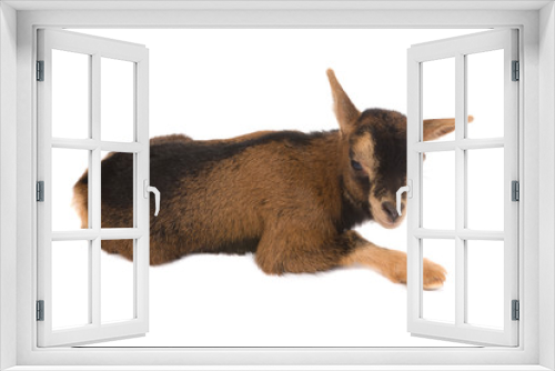 Fototapeta Naklejka Na Ścianę Okno 3D - Adorable dwarf goat