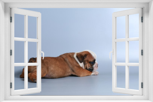 Fototapeta Naklejka Na Ścianę Okno 3D - 2 month purebred English Bulldog puppy on gray screen