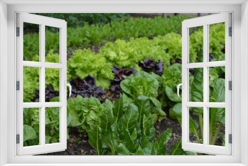 Fototapeta Naklejka Na Ścianę Okno 3D - plantation of vegetable
