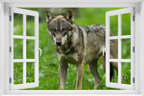 Fototapeta Naklejka Na Ścianę Okno 3D - Grey Wolf