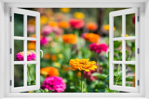 Fototapeta Naklejka Na Ścianę Okno 3D - Flowering zinnia in the garden - selective focus, copy space