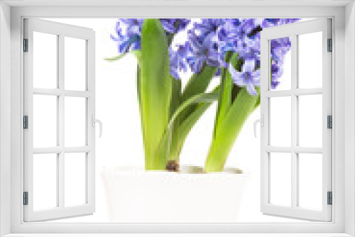 Fototapeta Naklejka Na Ścianę Okno 3D - Hyacinth On White