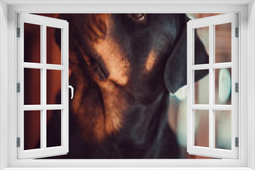 Fototapeta Naklejka Na Ścianę Okno 3D - Rottweiler dog