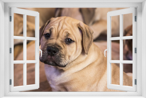 Fototapeta Naklejka Na Ścianę Okno 3D - Ca de Bou (Mallorquin Mastiff) puppy dog