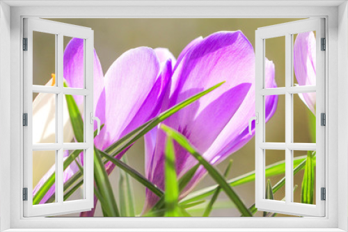 Fototapeta Naklejka Na Ścianę Okno 3D - Krokusse in der Frühlingssonne