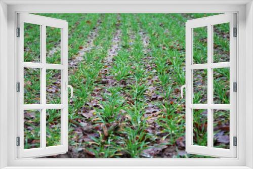 Fototapeta Naklejka Na Ścianę Okno 3D - Lines of green corn seedlings