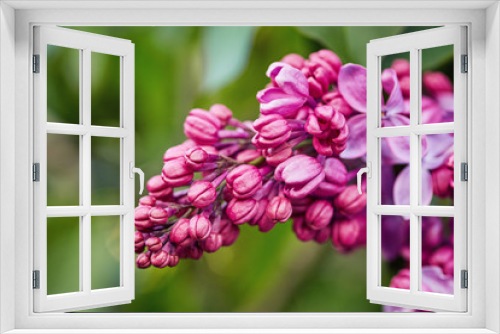 Fototapeta Naklejka Na Ścianę Okno 3D - Spring flowers - blooming lilac flowers