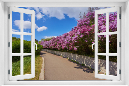 Fototapeta Naklejka Na Ścianę Okno 3D - Park with blooming lilac trees