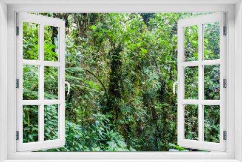 Fototapeta Naklejka Na Ścianę Okno 3D - Cloud forest near Boquete, Panama