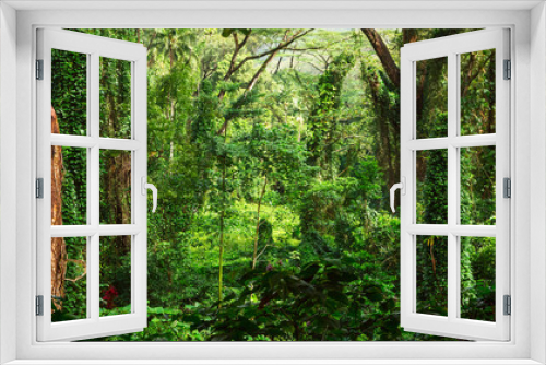 Fototapeta Naklejka Na Ścianę Okno 3D - Tropical jungle
