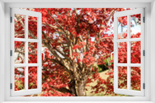 Fototapeta Naklejka Na Ścianę Okno 3D - Red maple tree leaves in autumn of Japan