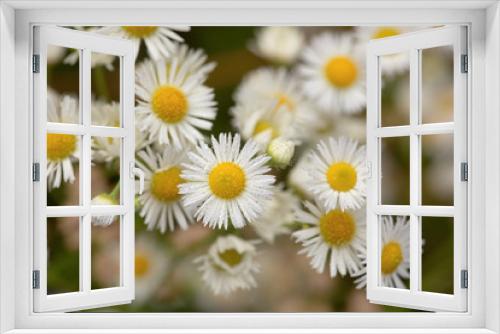 Fototapeta Naklejka Na Ścianę Okno 3D - small daisy flowers macro