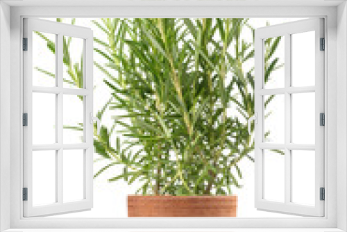 Fototapeta Naklejka Na Ścianę Okno 3D - Rosemary in vase