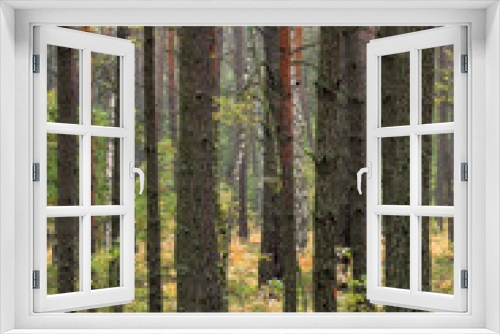 Fototapeta Naklejka Na Ścianę Okno 3D - Thicket of trees and bushes of a natural forest in a summer season
