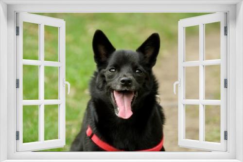 Fototapeta Naklejka Na Ścianę Okno 3D - The happy dog