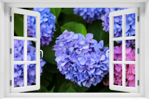 Fototapeta Naklejka Na Ścianę Okno 3D - Blue and pink Hydrangeas