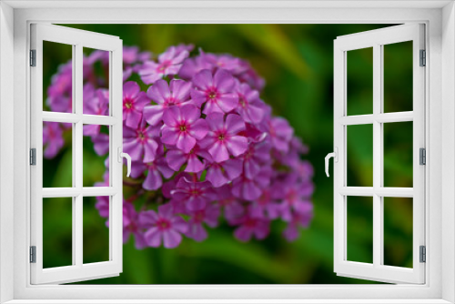 Fototapeta Naklejka Na Ścianę Okno 3D - violet blue, beautiful plants flowers on a bright summer day