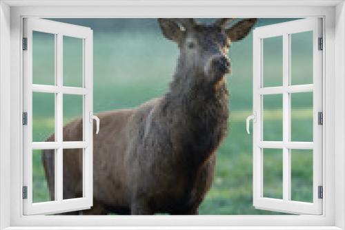 Fototapeta Naklejka Na Ścianę Okno 3D - Deer - Cerf