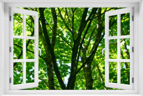 Fototapeta Naklejka Na Ścianę Okno 3D - Forest Greenery