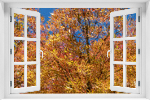 Fototapeta Naklejka Na Ścianę Okno 3D - Autumn leaves and trees in Versailles park