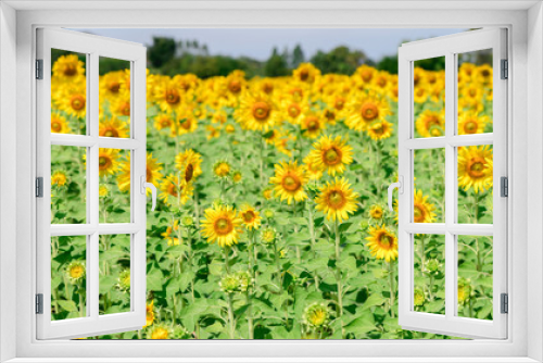 Fototapeta Naklejka Na Ścianę Okno 3D - beautiful sunflower fields in Lop buri province