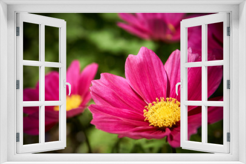 Fototapeta Naklejka Na Ścianę Okno 3D - rosa Blumen