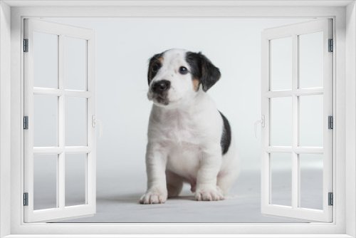 Fototapeta Naklejka Na Ścianę Okno 3D - Jack Russell terrier puppy isolated on a white background