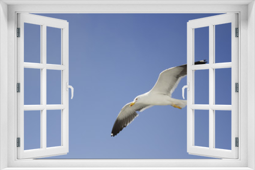 Fototapeta Naklejka Na Ścianę Okno 3D - flying bird seagull in the sky