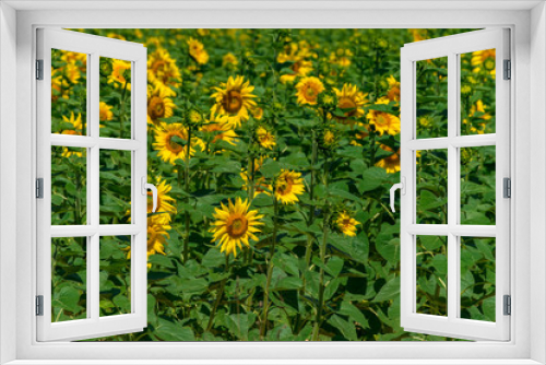 Fototapeta Naklejka Na Ścianę Okno 3D - Sonnenblumenfeld