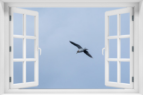 Fototapeta Naklejka Na Ścianę Okno 3D - Möwe im Flug