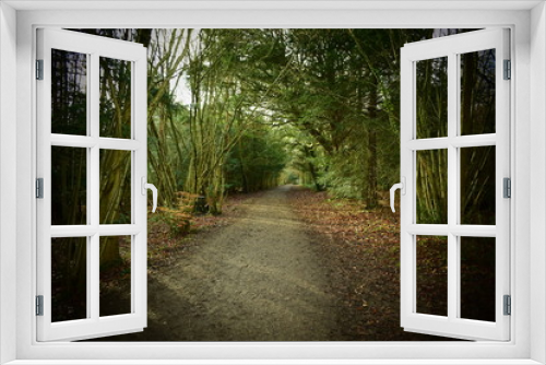 Fototapeta Naklejka Na Ścianę Okno 3D - Woodland path trees arches