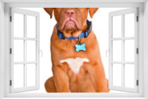 Fototapeta Naklejka Na Ścianę Okno 3D - Obedient Puppy