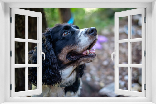 Fototapeta Naklejka Na Ścianę Okno 3D - Happy dog portrait. Bokeh.