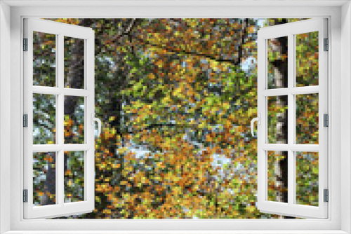 Fototapeta Naklejka Na Ścianę Okno 3D - Feuillages d'automne en forêt de Fontainebleau