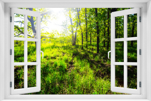 Fototapeta Naklejka Na Ścianę Okno 3D - beautiful green summer forest glade sunny scene