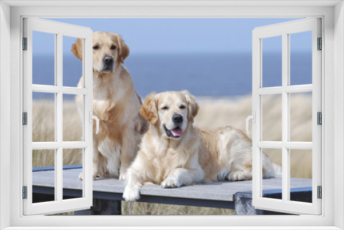 Fototapeta Naklejka Na Ścianę Okno 3D - Two Golden Retrievers, one of them is sitting, the other one is lying on a wooden bench at the beach, blue sea and dune grass background.