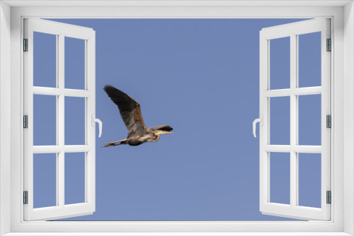 Fototapeta Naklejka Na Ścianę Okno 3D - Garza imperial volando en cielo azul