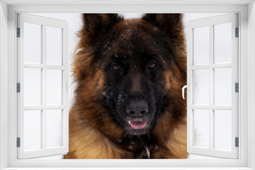 Fototapeta Naklejka Na Ścianę Okno 3D - German shepherd dog close up portrait